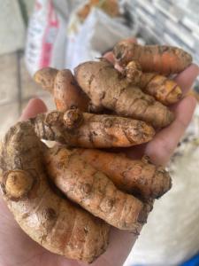HARGA TERJANGKAU KUNYIT FRESH 1KG
