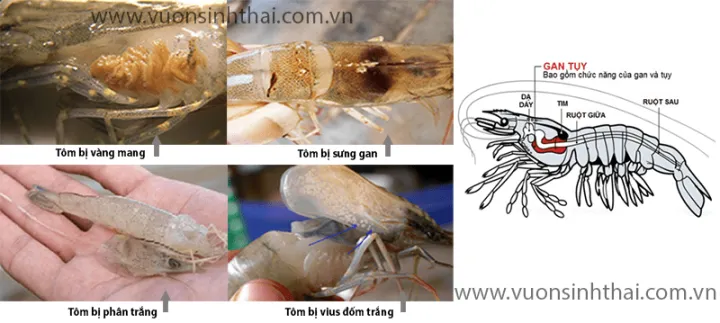 (Combo%203%20g%C3%B3i)%20Ch%E1%BA%BF%20ph%E1%BA%A9m%20sinh%20h%E1%BB%8Dc%20Th%E1%BA%A3o%20D%C6%B0%E1%BB%A3c%20HEPAVIL%20d%E1%BB%A9t%20%C4%91i%E1%BB%83m%20b%E1%BB%87nh%20r%E1%BB%97ng%20ru%E1%BB%99t,%20ph%C3%A2n%20tr%E1%BA%AFng,%20v%C3%A0ng%20mang,%20s%C6%B0ng%20gan%20tr%C3%AAn%20T%C3%B4m,%20C%C3%A1,%20%E1%BA%BEch%20-%20Image%204