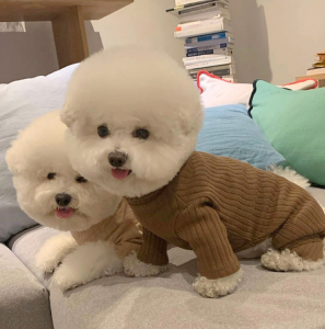 Áo liền quần có tay cho Chó Mèo 4 mùa form nhỏ (mẫu mới) - Hara Pet Store