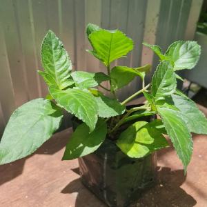 ต้นเนียมหอม ส่งพร้อมถุงเพาะชำ เนียมหอม เทศกาลปีใหม่จะขาดตลาด