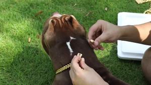 FC[TIANXIN MALL] TX 304 Stainless Steel Dog Chain Collar And Leash Super Strong Dog Metal Collar Choke Silver GoldLead Rope For Party