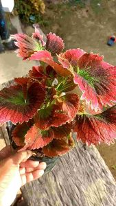 ผสม ฤาษี ชุดพิเศษ ไบสวยแปลกตา 3 นิ้ว จัดส่งแบบกระถาง