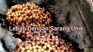 MADU KLANCENG BAMBU ASLI MURNI 100% APIS TRIGONA