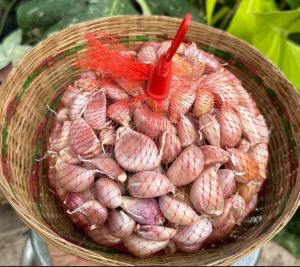 [ส่งฟรี] #1กิโล💥| กระเทียมจีนกลีบใหญ๋ คัดเกรด A มีคุณภาพ เม็ดสวย