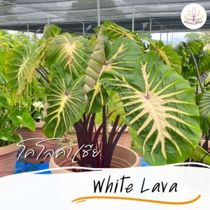 โคโลคาเซีย ไวท์ลาวา ปลูกชำแล้วรากเยอะ Colocasia White Lava
