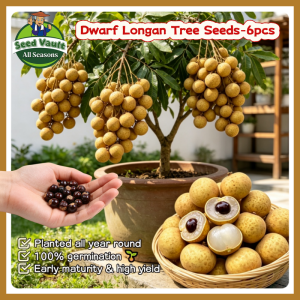 Fast Growing 6pcs Dwarf Longan Seeds for Sale Sweet Longan Tree Seeds for Planting Fruits Balcony Bonsai Longan Fruit Plant Fruit Bearing Tree Seeds Real Longan Seedlings High Yield Bonsai Longan Plant Seeds Longan Tree Live Plants Fresh Longan Fruit Seed