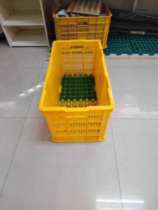 Egg Crates (Colored) | Lazada PH