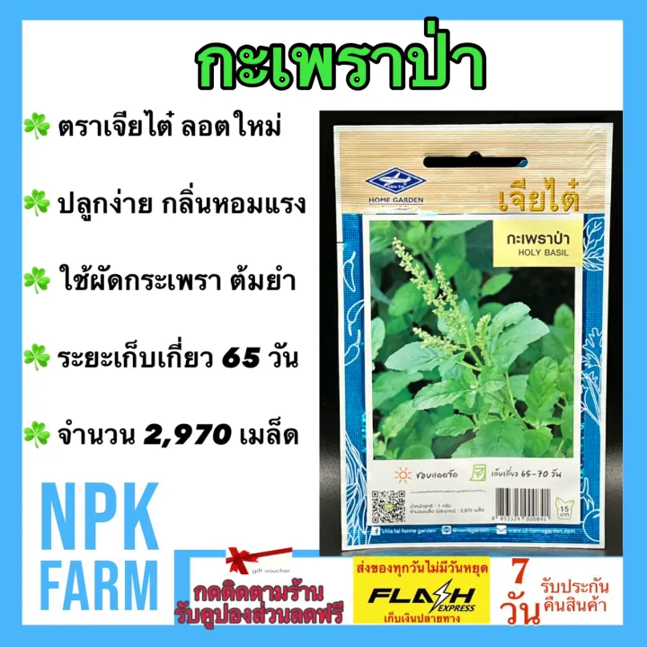 เจียไต๋ กะเพราป่า งอกดี กลิ่นหอมแรง