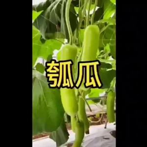 20PCS Upo Tambuli Vegetable Seeds high quality and high germination rate. Ready for planting.