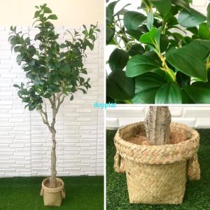 Tanaman Artificial Pohon Plastik Kacang T130 & T170 Latex Cover Pot Anyaman Purun Handle Dekorasi Apartemen