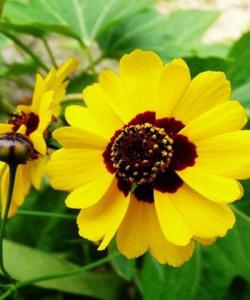 (Gói 100  hạt) Hạt  Giống Hoa Cúc Mắt  Rắn - Hoa Đẹp - Dễ Trồng