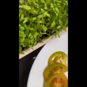 Red Beet I Microgreens I Microgreens Grow Kit I Grow Kit I FarmJoe