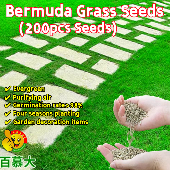 100 Original Bermuda Grass Seeds for Sale (Fresh 200pcs Seeds) Biji