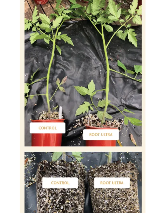 Growth%20Technology%20Root%20Ultra%20Plus%20Root%20Booster%20Transplant%20Additive%20Organic%20Plant%20Extracts%20Seaweed%20Vitamins%20Foliar%20Apply%20Soil%20Drench%20For%20Explosive%20Healthy%20Rooting%20-%20Image%206