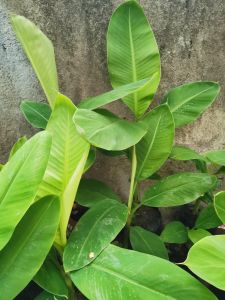 Banana Plant (Saging Lakatan) in plastic bag