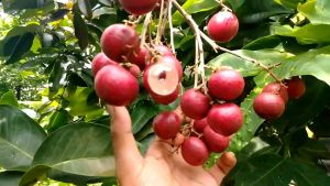 Bibit Tanaman Kelengkeng Merah Ruby Longan