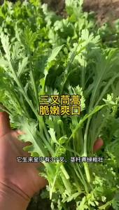 Three-pronged chrysanthemum lettuce Emperors vegetable medium-leaf chrysanthemum lettuce evergreen vegetable potted garden vegetable