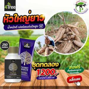 ชุดระเบิดหัวมันสำปะหลัง ชุดเล็ก โฟร์ทรี 1 ซอง+แบล็คเล็ก 250ml. 1 ขวด ช่วยเร่งขยายหัว สารเสริมประสิทธิภาพพืชสูตรอิออน ช่วยเพิ่ม%น้ำยาง เพิ่มค่าแป้ง ป้องกันโรครากเน่าโคนเน่า ท่อน้ำเลี้ยงเน่า ป้องกันเชื้อรา เร่งหัวมันสำปะหลัง จากอิสราเอล ของแท้ 100%