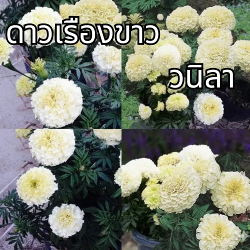 เมล็ดพันธุ์ดอกดาวเรืองสีขาวมะนิลา ปลูกง่าย