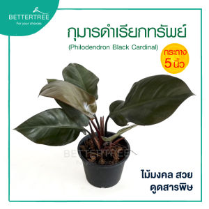 กุมารดำเรียกทรัพย์ กระถาง 5 นิ้ว ต้นไม้มงคล ไม้ฟอกอากาส