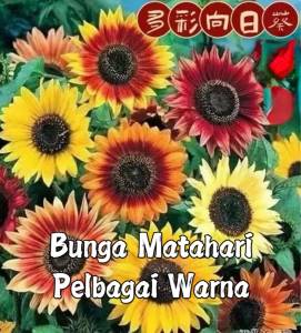 Benih Bunga Matahari Pelbagai Warna(20 Seeds)/多彩向日葵种子/七彩太阳花/Multi-colored/Mixed Sunflower Seeds