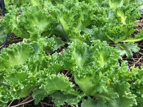 7 อันดับเมล็ดพันธุ์ฟิลเลย์ ไอซ์เบิร์ก ยี่ห้อไหนดี? อัปเดตปี 2025 สำหรับปลูกผักสลัดสดกรอบ