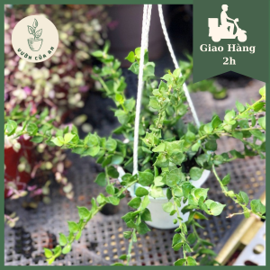 Cây Lan tim xanh chậu treo mini cây trồng trong nhà trang trí nội thất phong thủy văn phòng vườn của an