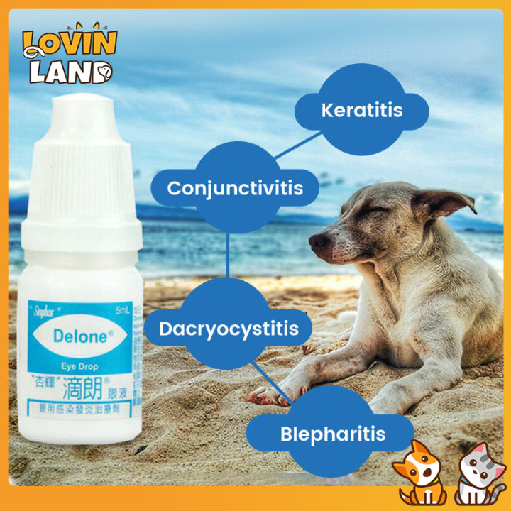 Eye Drops For Pets Cat and Dogs Gentamicin Eye Drops 5ml | Lazada
