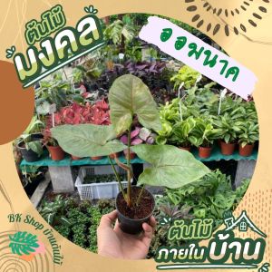 ต้นออมนาค พร้อมกระถาง 3 นิ้ว เสริมบารมี ต้นไม้ไม้มงคล ต้นไม้มงคลปลูกในบ้าน ต้นไม้ฟอกอากาศ ต้นไม้ปลูกในบ้าน ต้นไม้มงคล