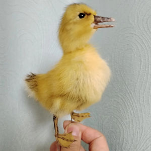 Eurasian Duck Taxidermy Stuffed Duckling Birds Specimen Animals Home Decor- Perfect for Collecting Teaching Special Gifts