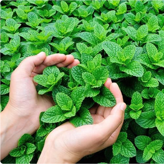 Daun Mint Biji Bibit Benih Daun Mint Tanaman Herbal Bibit