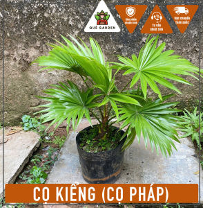 Cây Cọ Kiểng (Cọ Pháp) - Tổng thể tầm 30-40 cm - Chịu nắng cho sân vườn!