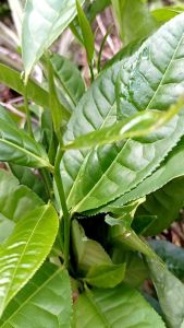 Daun Teh Hijau Herbal Pucuk & Daun Teh Segar Pres 1000grm