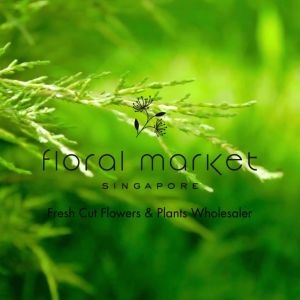 Areca Palm - Yellow Palm [REAL PLANT]