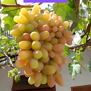 Bibit Anggur Import Dixon Buah Super Besar & Super Genjah