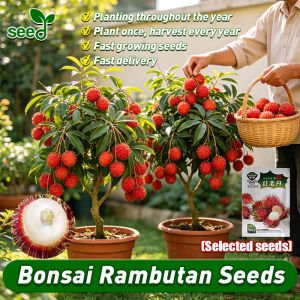 [Selected Seeds] 100% Authentic Bonsai Rambutan Tree Seeds for Sale (10pcs/pack) Dwarf Rambutan Tree Plant Seeds for Planting Fruits Edible Rambutan Fruit Seeds Tropical Rambutan Seedlings Garden Indoor Potted Rambutan Live Plant Fruit Bearing Tree Seeds