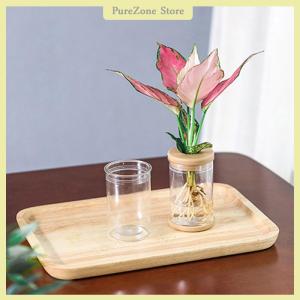 [PureZone] Lazy Transparent Flowerpot Hydroponic Automatic Water Absorption Flowerpot