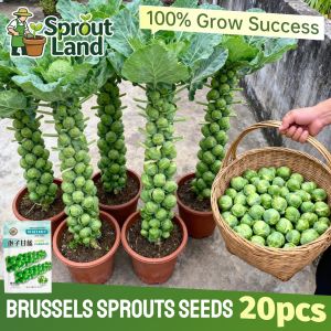 Premium Organic Brussels Sprouts Seeds for Planting Vegetable Plants (20 Seed) High Yield Fresh Mini Cabbage Brussel Sprout Vegetable Seeds Brassica Oleracea Home Garden Balcony Potted Brussel Sprout Live Plants Seedlings Veggie Seeds Beginners Easy Grow