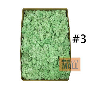 UMI 5g/10g Preserved moss 永生苔藓 Colour Real Natural Green Moss Home Gift Flower Decoration (Lumut Hiasan Semulajadi) Kayangan