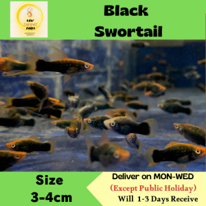 Black Swortail / Hitam Swortail / Livefish / Freshwater 黑尾剑鱼