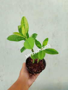 chậu ( 2 cây) thach anhcây công đức cao 10-20cm-Minh Khương-Vườn Minh Khương