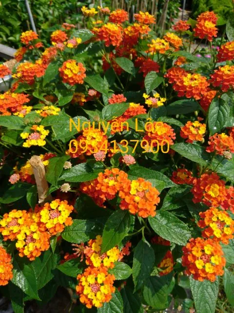 C%C3%A2y%20hoa%20ng%C5%A9%20s%E1%BA%AFc%20c%C3%A1c%20m%C3%A0u%20(C%C3%A2y%20tr%C3%A2m%20%E1%BB%95i)%20-%2020-40cm%20-%20m%C3%A0u%20v%C3%A0ng,%20%C4%91%E1%BA%A3m%20b%E1%BA%A3o%20v%C3%A0%20an%20to%C3%A0n%20%C4%91%E1%BA%BFn%20s%E1%BB%A9c%20kh%E1%BB%8Fe%20ng%C6%B0%E1%BB%9Di%20tr%E1%BB%93ng%20C%C3%A2y%20-%20Image%205