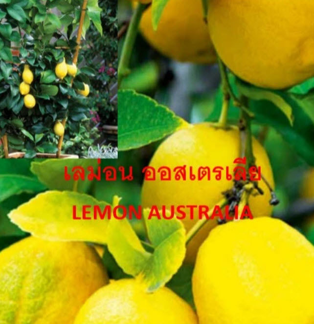 ต้น เลม่อนออส เลม่อนออสเตรเลีย Australian lemon ต้นเสียบยอด/ติดตา หายาก ...