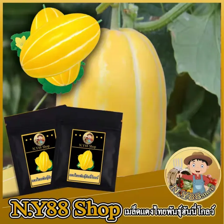 เมล็ดพันธุ์แตงไทยหวาน พันธุ์ทองคำ ผิวเหลืองทอง หอมหวาน