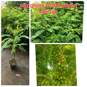CÂY GIỐNG KHẾ TÀU(KHẾ TÂY)cây vô chậu lớn cao trung bình 60cm đến 1m