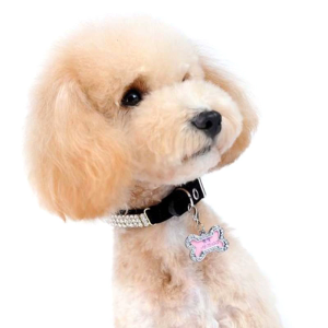 Chó Tag Cho Vật Nuôi thẻ hình con mèo thú cưng nhỏ Cổ Áo Quyến Rũ Xương Con Chó ID Tag Mèo ID Tag Dễ Thương thẻ thú cưng Cho Chó