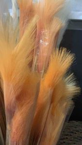 2 BUNCHES OF 85cm PAMPAS! So pretty 😍