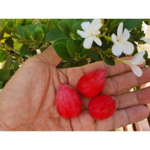 ต้นมะม่วงหาวมะนาวโห่ญี่ปุ่น รสชาติหวานไม่ฝาด ผลใหญ่มาก เนื้อเเดงสด อมชมพู สายพันธุ์แท้100% มีประกันสินค้าเสียหาย