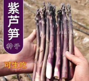 (NHẬP KHẨU) Hạt giống măng tây tím giòn ngọt năng suất cao có thể trồng chậu Hoang My food and beauty