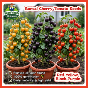 100% Legit High Germination Cherry Tomato Seeds for Planting ( RedYellowBlackPurple ) Dwarf Cherry Tomato Seeds for Sale Organic Fruit Seeds Cherry Tomato Vegetable Seeds for Gardening Balcony Sweet Cherry Tomato Seedlings Live Tomato Plants Seeds